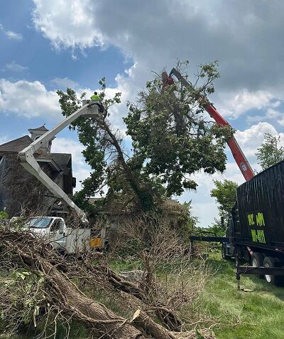 Tree Removal Bowling Green