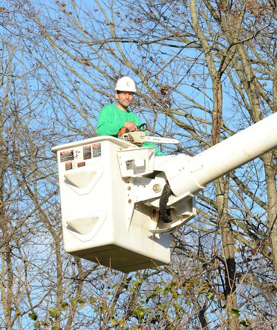 Tree Trimming and Pruning Bowling Green